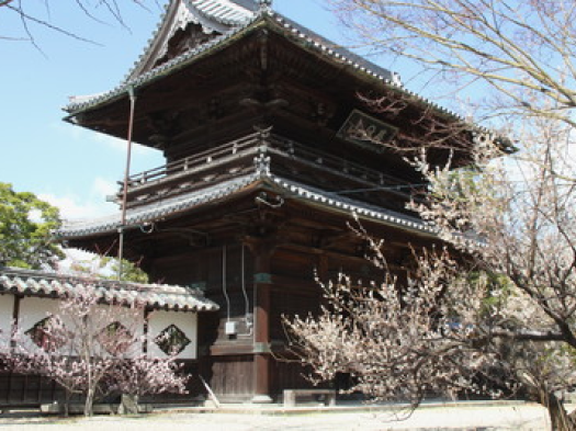 高伝寺　観梅　※イメージ