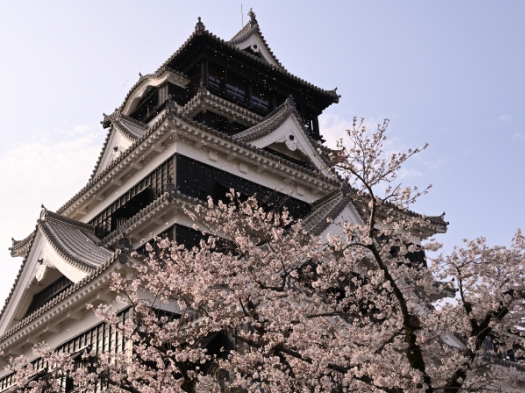 熊本城と桜　※イメージ