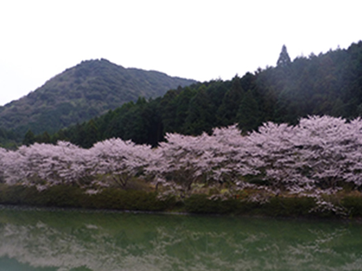 赤穂山八天桜　※イメージ