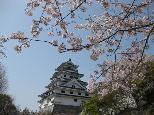 唐津城と桜　※イメージ