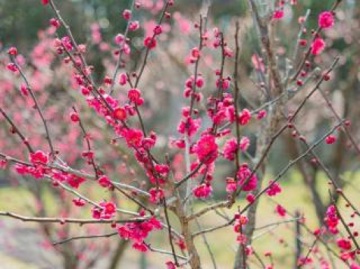 高伝寺　紅梅　※イメージ