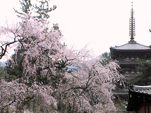 京都･醍醐寺　※イメージ