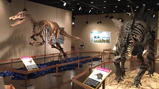 恐竜博物館　※イメージ