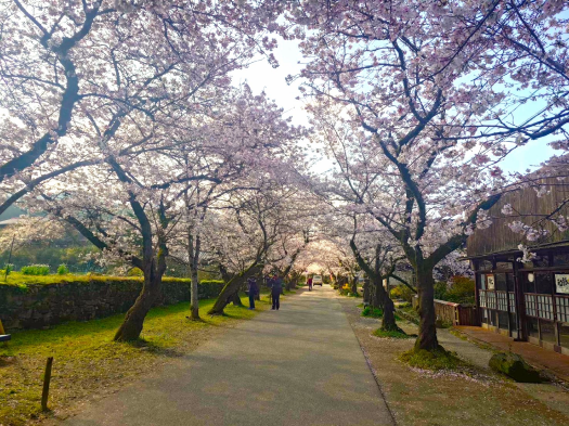 秋月の桜　※イメージ