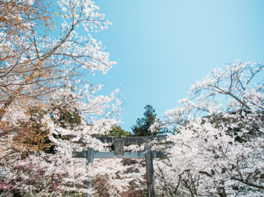 竃門神社の桜　※イメージ