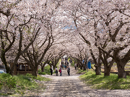 円応寺の桜並木　※イメージ