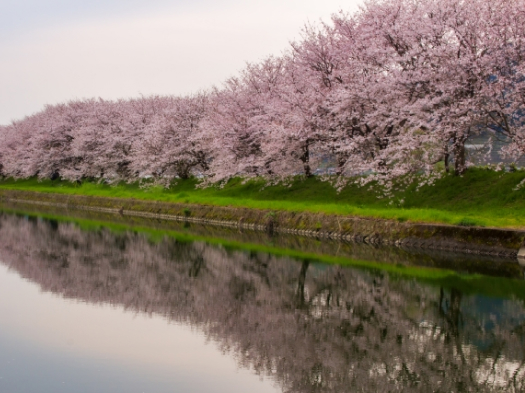 流川の桜並木　※イメージ